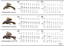 Figure 1: Karyotypes of Pseudacanthicus species. In (a,b) karyotypes of P. spinosus; in (c,d) karyotypes of P. leopardus; and in (e,f) karyotypes of Pseudacanthicus sp. after conventional staining with Giemsa and C banding, respectively. The external coloration patterns of the analyzed Pseudacanthicus species are shown on the side, scale bar: 5 cm. Photos by Kevin Santos da Silva