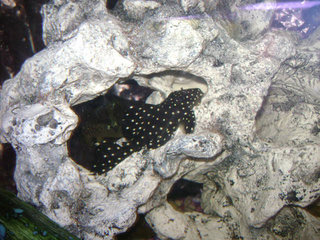 L240 Vampire pleco.jpg