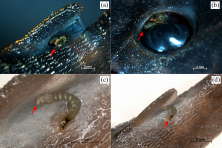 Figure 2. The association between chironomids and armored catfishes: (a) red arrow indicates Ichthyocladius lilianae in the adipose fin of Hypostomus tietensis; (b) red arrow indicates Ichthyocladius sp. 1 in the right eye of H. tietensis; (c) red arrow indicates the head of I. lilianae; (d) red arrow indicates I. lilianae on the adipose fin of H. iheringii.