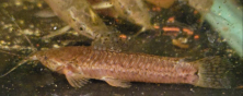 Lepthoplosternum altamazonicum_2.png