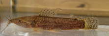 Lepthoplosternum altamazonicum_4.png