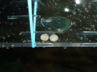 5th SPAWN EGG OK 5 DAYS OLD (MORN).JPG