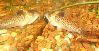 My mystery cory.