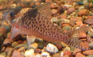 Truer colors for my mystery cory