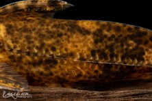 Close up of enlarged scales on the flank