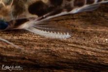 Close-up of pectoral fin