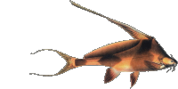 Bagrichthys hypselopterus.png