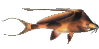 Bagrichthys hypselopterus 2.png