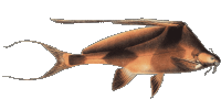 Bagrichthys hypselopterus 2.16 small.png