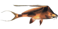 Bagrichthys hypselopterus 2.2.png