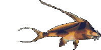 Bagrichthys hypselopterus large 256 small transparent.png