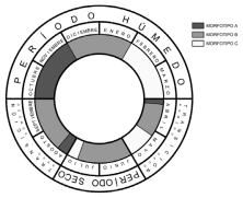 Figura 5. Modelo de combinaciones morfológicas esperables a lo largo del ciclo anual de Hoplosternum littorale en el Chaco Húmedo. Estimación basada en el conjunto arqueológico identificado como H. littorale del sitio Sotelo I (Figure 5. Model of expected morphological combinations throughout the annual cycle of Hoplosternum littorale in the Humid Chaco. Estimate based on the archaeological assemblage identified as H. littorale from the Sotelo site I)