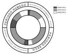 Figura 3. Modelo general de combinaciones morfológicas esperables a lo largo del ciclo anual de Hoplosternum littorale (Figure 3. General model of expected morphological combinations throughout the annual cycle of Hoplosternum littorale)