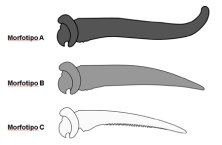 Figura 2. Esquema de tipos morfológicos de las espinas pectorales de la especie Hoplosternum littorale (Figure 2. Scheme of morphological types of the pectoral spines of the species Hoplosternum littorale)