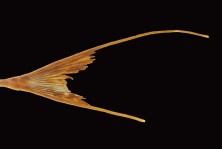 FIGURE 4. Caudal fin coloration of Farlowella wuyjugu . MPEG 31191, 119.9 mm SL.