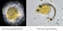 Amblydoras nauticus spawn 3 eggs on day 4 not yet hatched comparison.png