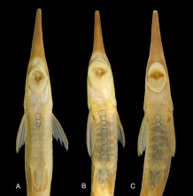 Dopazo et al. (2023) Fig 3 Gular region of F. wuyjugu