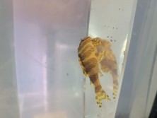 Pleco # 1