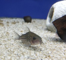 Unidentified cory