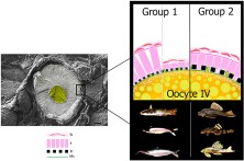 Graphical abstract