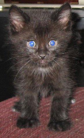 kitten.jpg