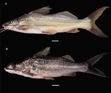 FIGURE 8. Body pigmentation of Pimelodus grosskopfii (A) and P. yuma (B). Scale bars = 1 cm.