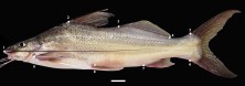 FIGURE 2. Landmarks used for morphometric analysis of Pimelodus grosskopfii (photo) and P. yuma: 1, tip of the snout; 2, dorsal-fin origin; 3–4, adipose-fin origin and insertion, respectively; 5–6, origin of posterior most dorsal and ventral caudal-fin rays; 7, anal-fin origin; 8, pelvic-fin origin; 9, pectoral-fin origin. Scale bar = 1 cm.