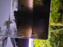 fry sticking to breeder box after water change, I have to flush them off with a turkey baster.