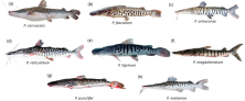 Figure 1. Eight Pseudoplatystoma species, members of the Family Pimelodidae; (a) P. corruscans; (b) P. fasciatum; (c) P. orinocense; (d) P. reticulatum; (e) P. tigrinum; (f) P. magdaleniatum; (g) P. punctifer; (h) P. mataense. Illustrations courtesy of Timm, C.D.; Magalhães, K.; Alvarez, F.; Sabaj Pérez; and F. Duponchelle.