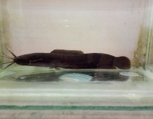 Figure 1. Kelik fish (Encheloclarias tapeinopterus) from Bangka Island, Indonesia. (Swarlanda, 2023)
