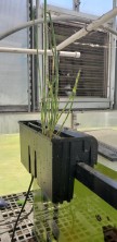 The horsetail as it appeared when I first added it
