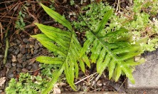 The terrestrial fern I added in early Spring 2023