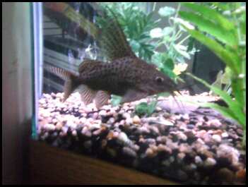 catfish 1.jpg
