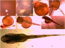 Figure 4. Larval development of the yellow-bellied catfish (Loricariichthys anus). Photo: Daniela Pereira da Rosa.