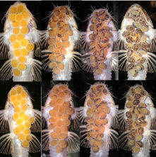Figure 6. Image demonstrating the embryonic development of Loricaria coximensis. Photo: IMASUL, 2019.