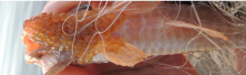 Figure 3. Image of a male specimen of yellow-bellied catfish (Loricariichthys anus) incubating fertilized eggs on its lower lip. Photo: Daniela Pereira da Rosa.