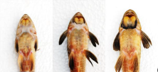 Figure 9. Images exemplifying the three groups used to distinguish the color of the upper and lower lips of the viola (Loricariichthys anus): A) specimen with Normal lip; B) specimen with dark edges of the lower and upper lips; and C) specimen with dark Perimeter of the lower and upper lips.