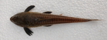Figure 1. Illustrative image of a specimen of the yellow-bellied catfish Loricariichthys anus. Photo: Douglas Cosme Selle (Collection carried out in October 2022).