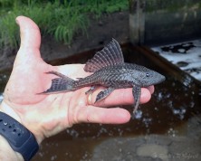 Pterygoplichthys pardalis - Palo Verde - Costa Rica - 16 Jul 23 - RRGoforth - 1.jpg