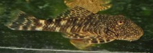 Chaetostoma aff_microps.jpg