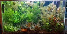 29 gallon main tank with Zebra otos and lots of plants