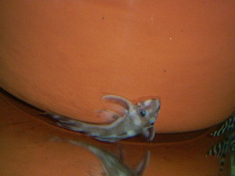 1 rare pleco.jpg