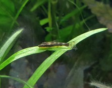 Otocinclus cocama 6 weeks