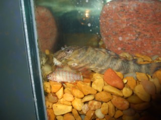 Badis badis for scale