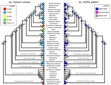 Figure 3 – Mirror trees showing maximum likelihood ancestral state reconstructions of diploid number and NORs pattern, based on Mk1 model using<br />the Mesquite software. This evolutionary analysis integrated cytogenetic data available for Doradidae species (including the present study) and two<br />Auchenipteridae species (sister group) with sequences of two mitochondrial DNA fragments (COI and 16S) and one nuclear DNA fragment (Rag 1)<br />obtainad from the molecular phylogeny of Arce et al. (2013).