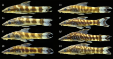FIGURE 1 Color morphotypes of Otocinclus cocama. (a–d) Lateral view of the Ucayali morphotype: (a) MCP 54593, 29.2 mm SL, male, (b) 31.2 mm SL, male, (c) MCP 54592, 31.9 mm SL, male, and (d) 35.7 mm SL, female, Yanacu River, Jenaro Herrera, Loreto, Peru. (e–h) lateral view of the Tigre morphotype: (e) MCP 54591, 28.5 mm SL, female, (f) 32.3 mm SL, male, (g) MCP 54590, 37.6 mm SL, female, and (h) 41.2 mm SL, female, Lago Huanganayacu, Tigre, Loreto, Peru.