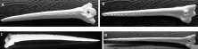 Figure 3. Dorsal fin spine of Synodontis schall, 400 mm TL; A. anterior view; B. spine elevated to show ventral side. Dorsal fin spine of Synodontis serratus, 400 mm TL, C. anterior view; D. posterior view. CC BY-NC-ND 4.0 DEED