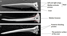 Figure 2. Dorsal fin spine of Chrysichthys auratus, 270 mm TL, A. anterior view; B. posterior view; C. spine elevated to show ventral side. CC BY-NC-ND 4.0 DEED