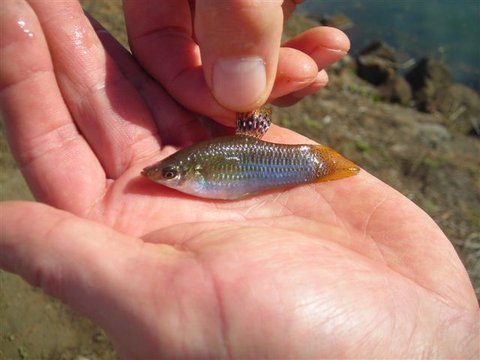 livebearer.JPG