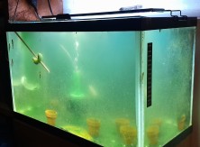 10 Gallon bare bottom grow out tank